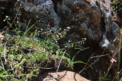 Heliophila diffusa diffusa