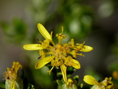 Brachyglottis cassinioides