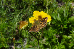 Butleria elwesi
