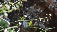 Heliophila diffusa diffusa