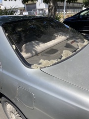 Xanthoparmelia scabrosa