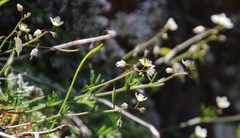 Heliophila diffusa diffusa