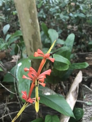 Heliconia richardiana