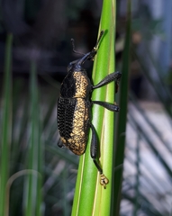 Homalinotus deplanatus