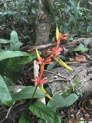 Heliconia richardiana