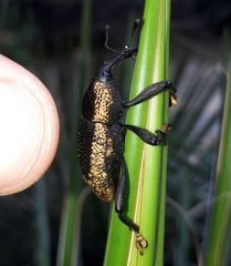 Homalinotus deplanatus