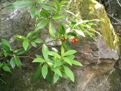 Daphne papyracea