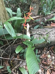Heliconia richardiana