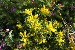 Synaphea spinulosa