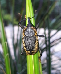 Homalinotus deplanatus