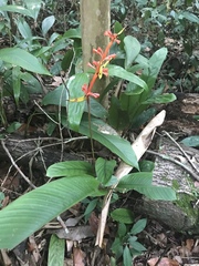 Heliconia richardiana