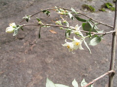 Deutzia staminea