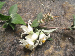 Deutzia staminea