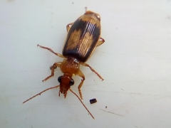 Trigonothops pacifica