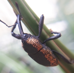 Homalinotus deplanatus