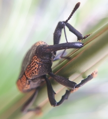 Homalinotus deplanatus