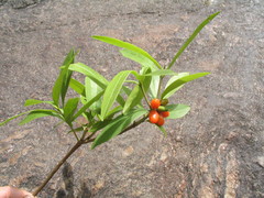 Daphne papyracea