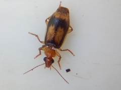 Trigonothops pacifica