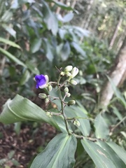 Dichorisandra penduliflora