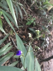 Dichorisandra penduliflora