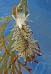 Fiona pinnata