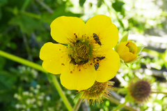 Geum magellanicum