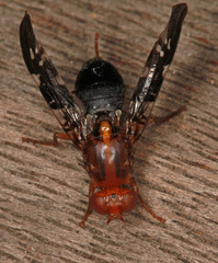 Acanthonevroides basalis