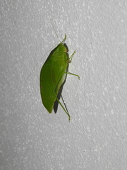 Microcentrum incarnatum