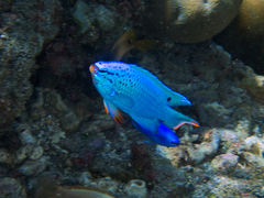Chrysiptera cyanea