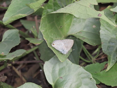 Catochrysops panormus exiguus