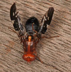 Acanthonevroides basalis