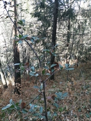 Crataegus gracilior