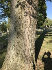 Gymnocladus dioicus
