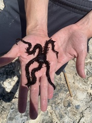 Ophiocoma echinata