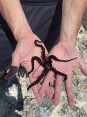 Ophiocoma echinata