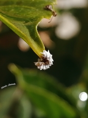 Cryptolaemus montrouzieri