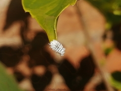 Cryptolaemus montrouzieri