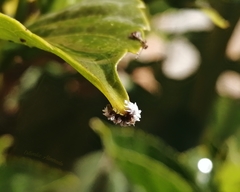 Cryptolaemus montrouzieri