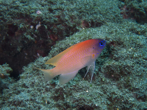 King demoiselle (Chrysiptera rex) — Pomacentridae — 4