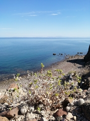 Coulterella capitata