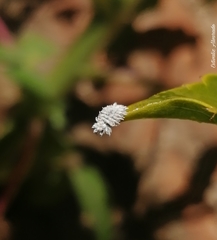 Cryptolaemus montrouzieri