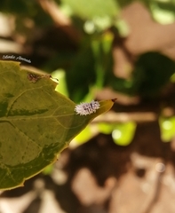 Cryptolaemus montrouzieri