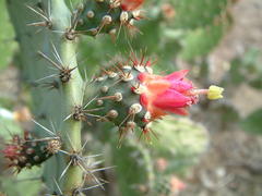 Opuntia hondurensis