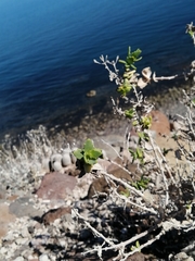 Coulterella capitata