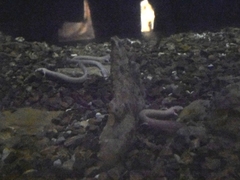 Proteus anguinus anguinus