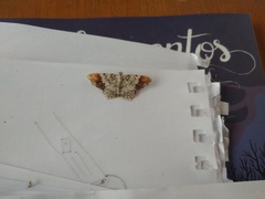 Macaria approximaria