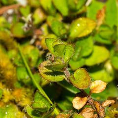 Leptostigma setulosum