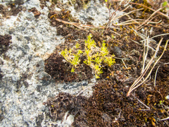 Scleranthus biflorus