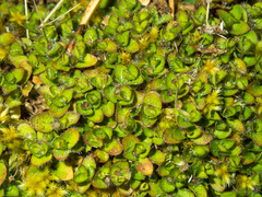 Leptostigma setulosum