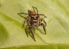 Leptofreya